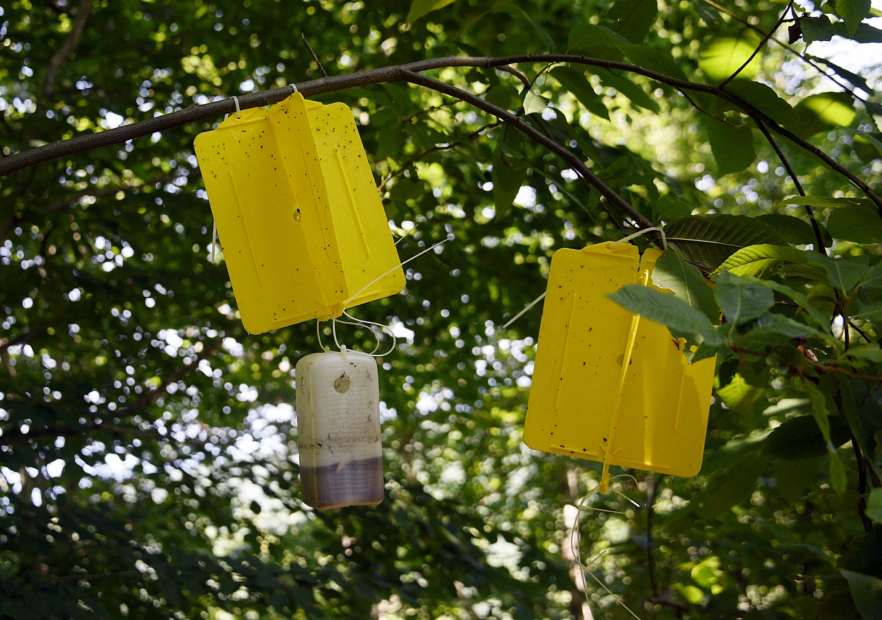 Gal arısına karşı yapışkan tuzak
